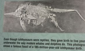 IchthyosaurGivingBirth