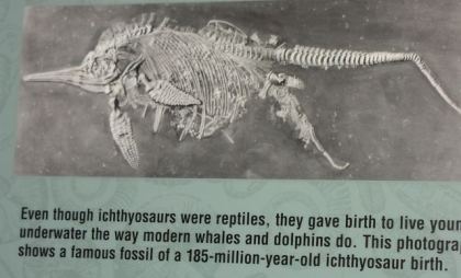 A fossilização é um processo muito demorado??? Ichthyosaurgivingbirth