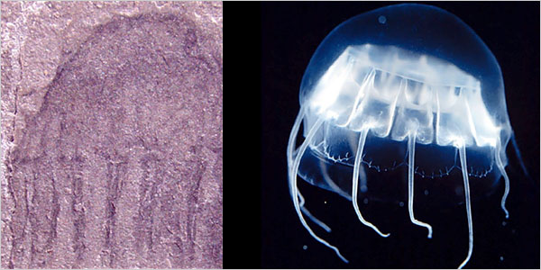 A fossilizao  um processo muito demorado??? Jellyfish