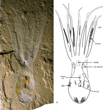 octopus-fossil-picture_big