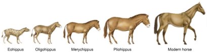 Observação sobre a natureza insatisfatória dos fósseis da série do cavalo Evolucao_cavalo